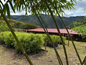 Vivero con plantas de bambú - Valle del Cauca, Colombia