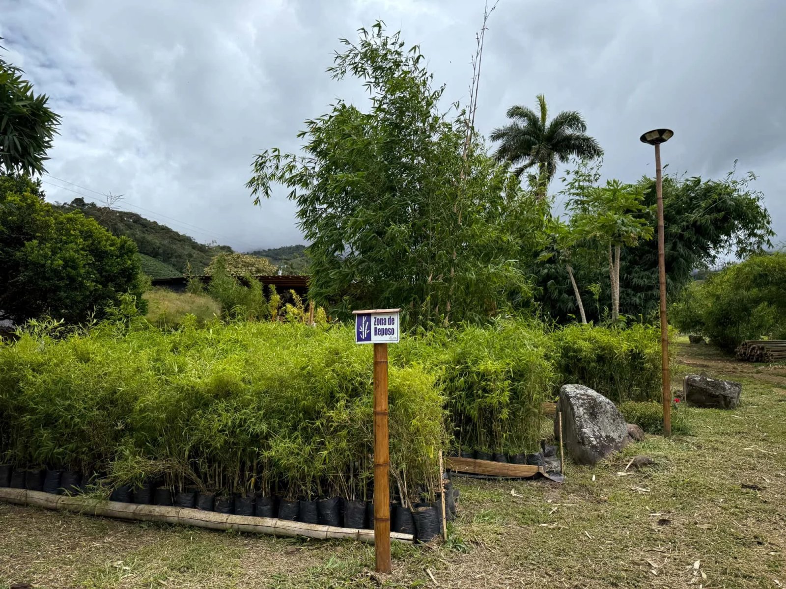 Vivero de plantas de bambú en Colombia