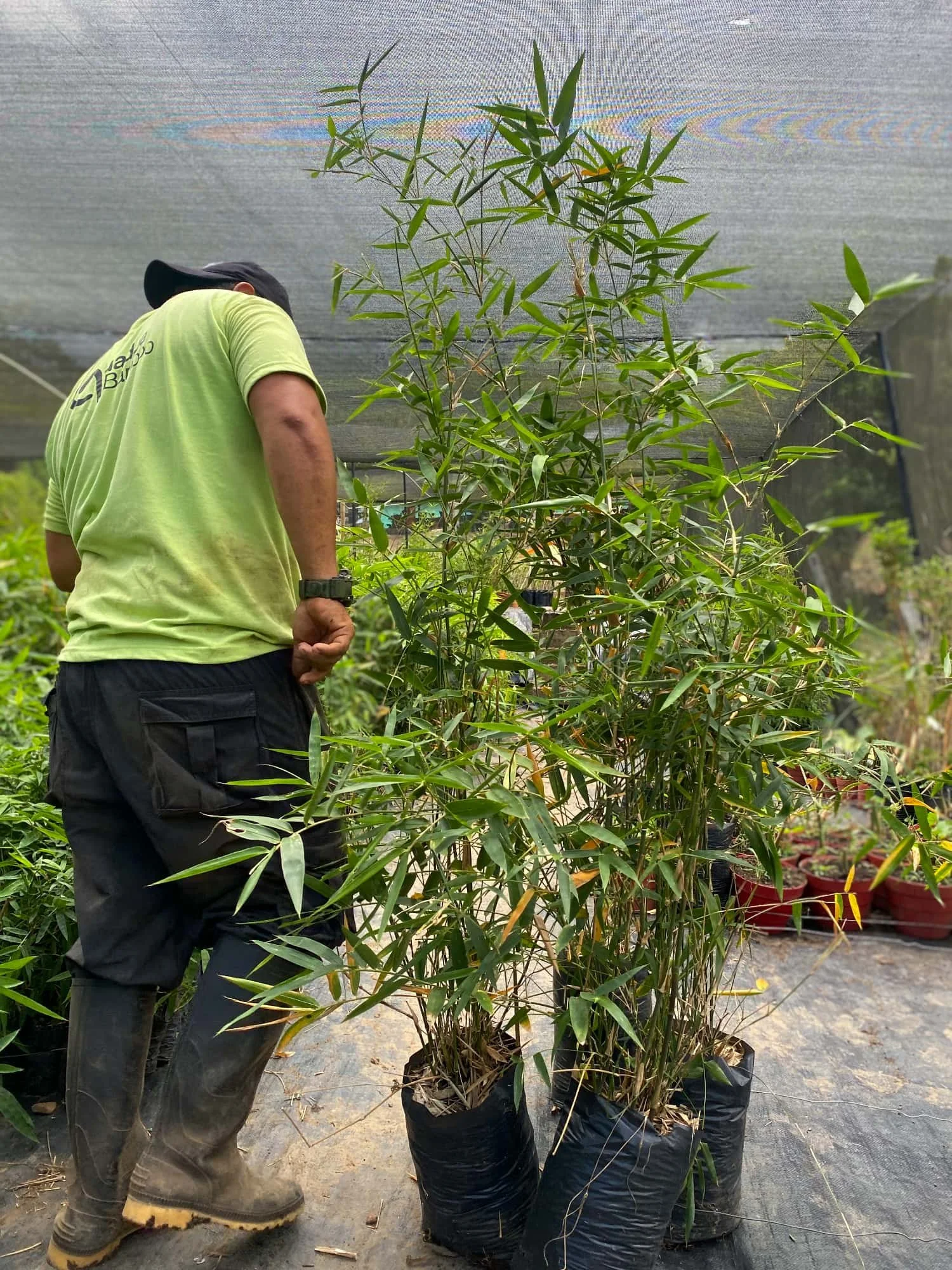 Invernadero con plantas de bambú