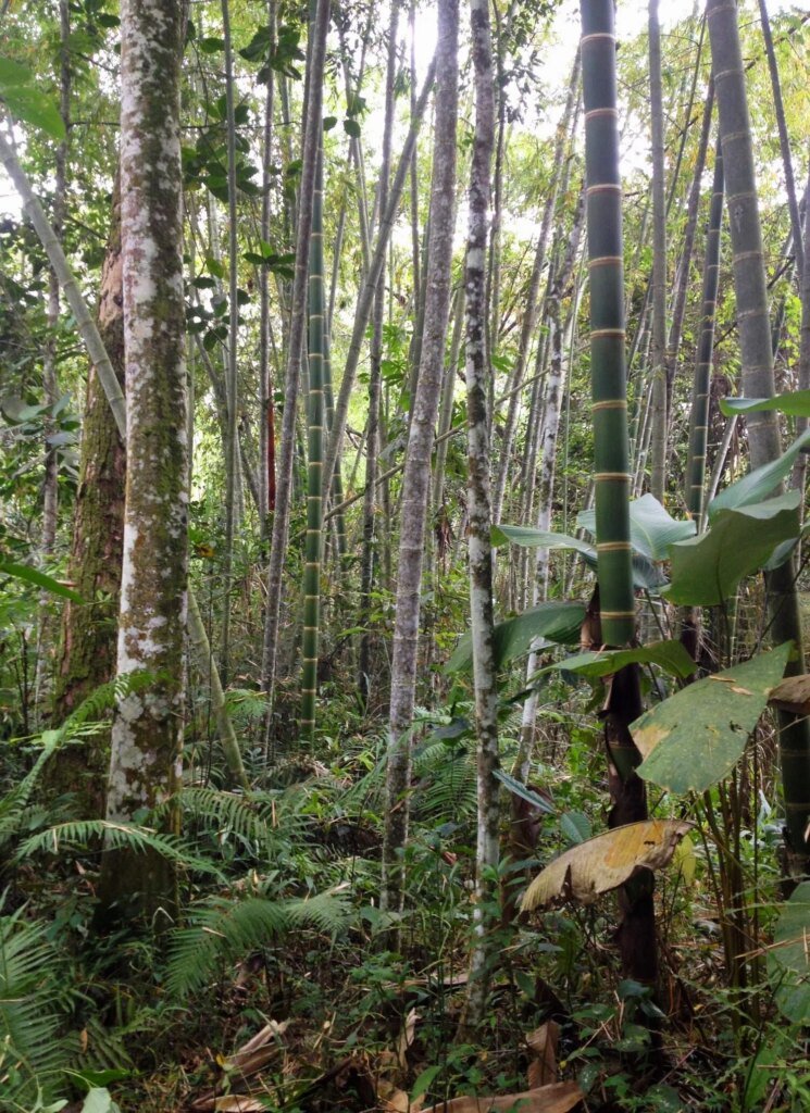 Un bosque mixto con guadua y árboles