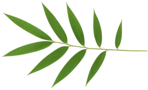 bamboo leaf small e1762121758648