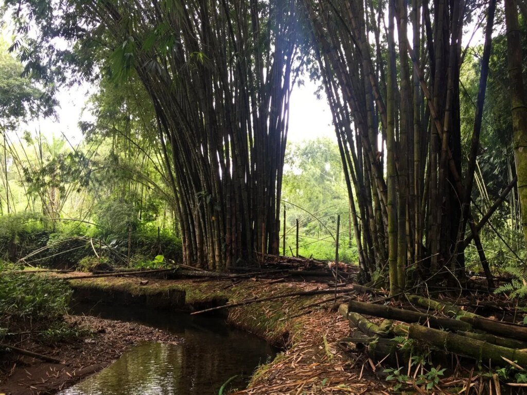 bambu dendrocalamus produciendo agua