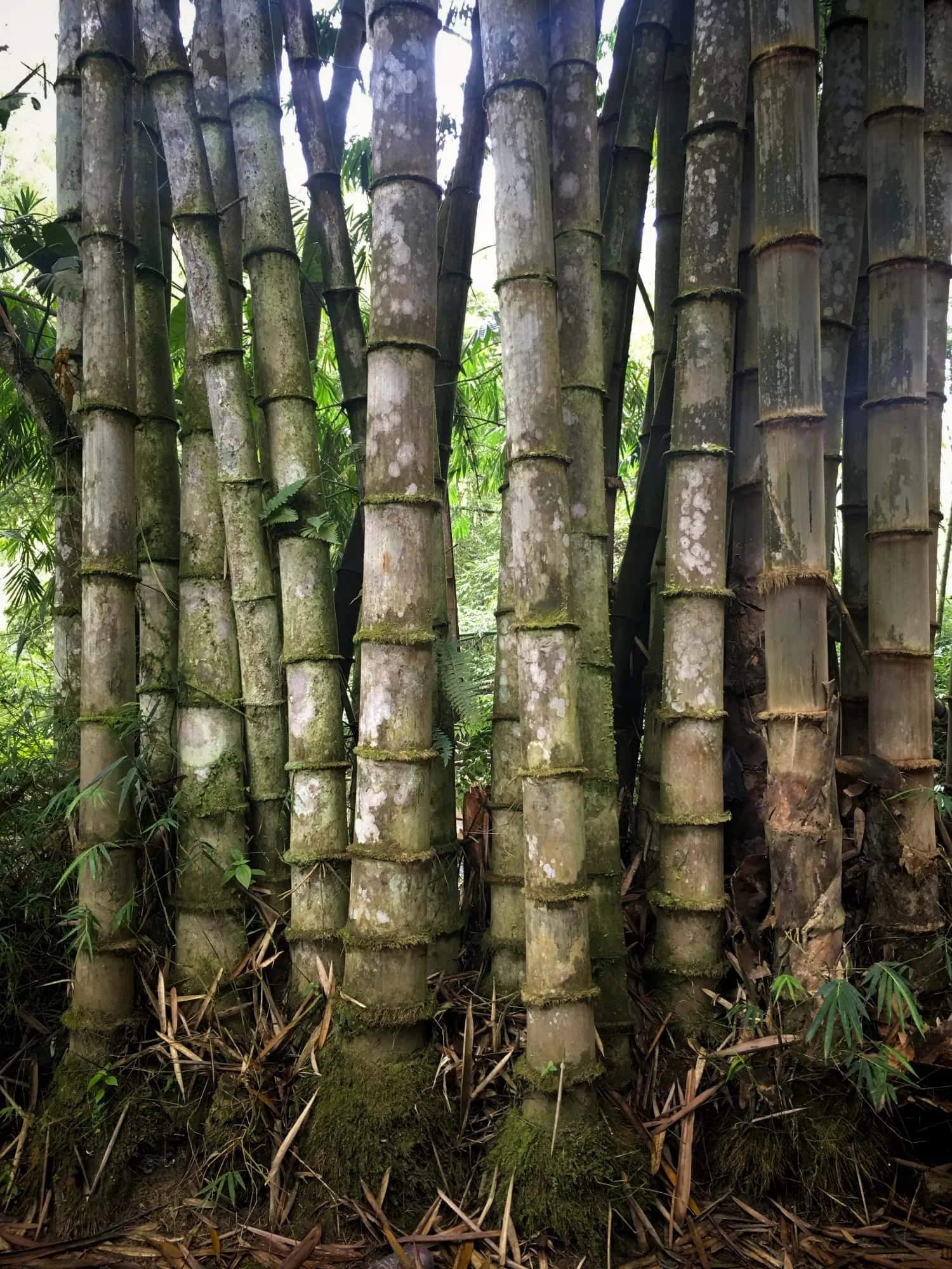 Bambú Gigante - Dendrocalamus asper