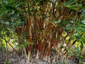 Bambusa multiplex ‘Rosa’