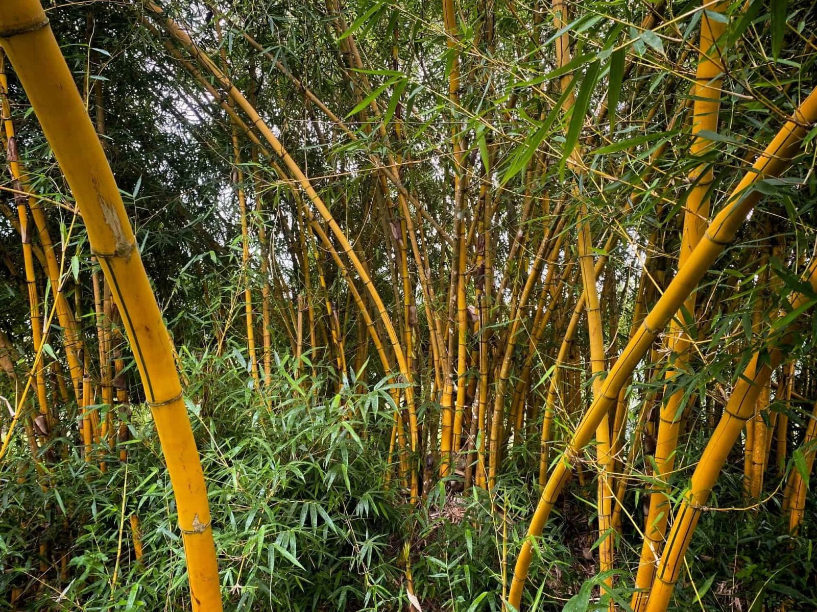 Bambusa vulgaris var. vittata