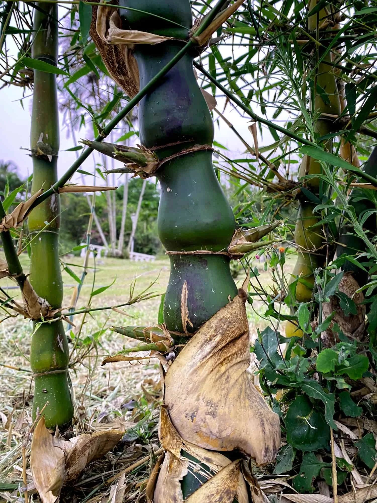 Bambusa vulgaris ‘Wamin’