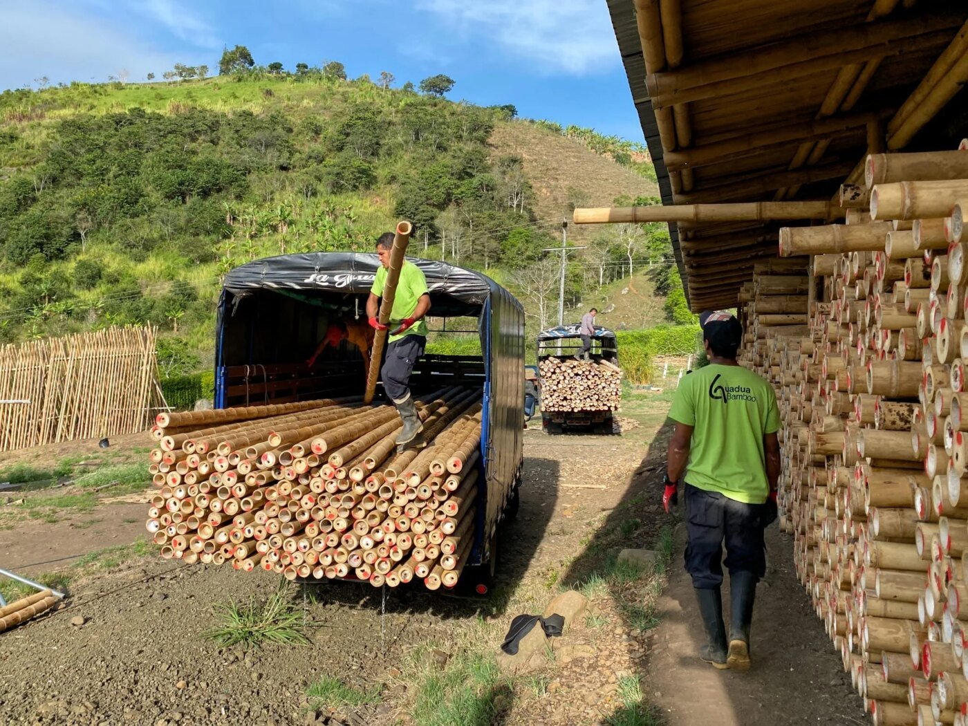 Cargando postes de bambú guadua en un camión en la fábrica Cargando postes de bambú guadua en un camión en la fábrica
