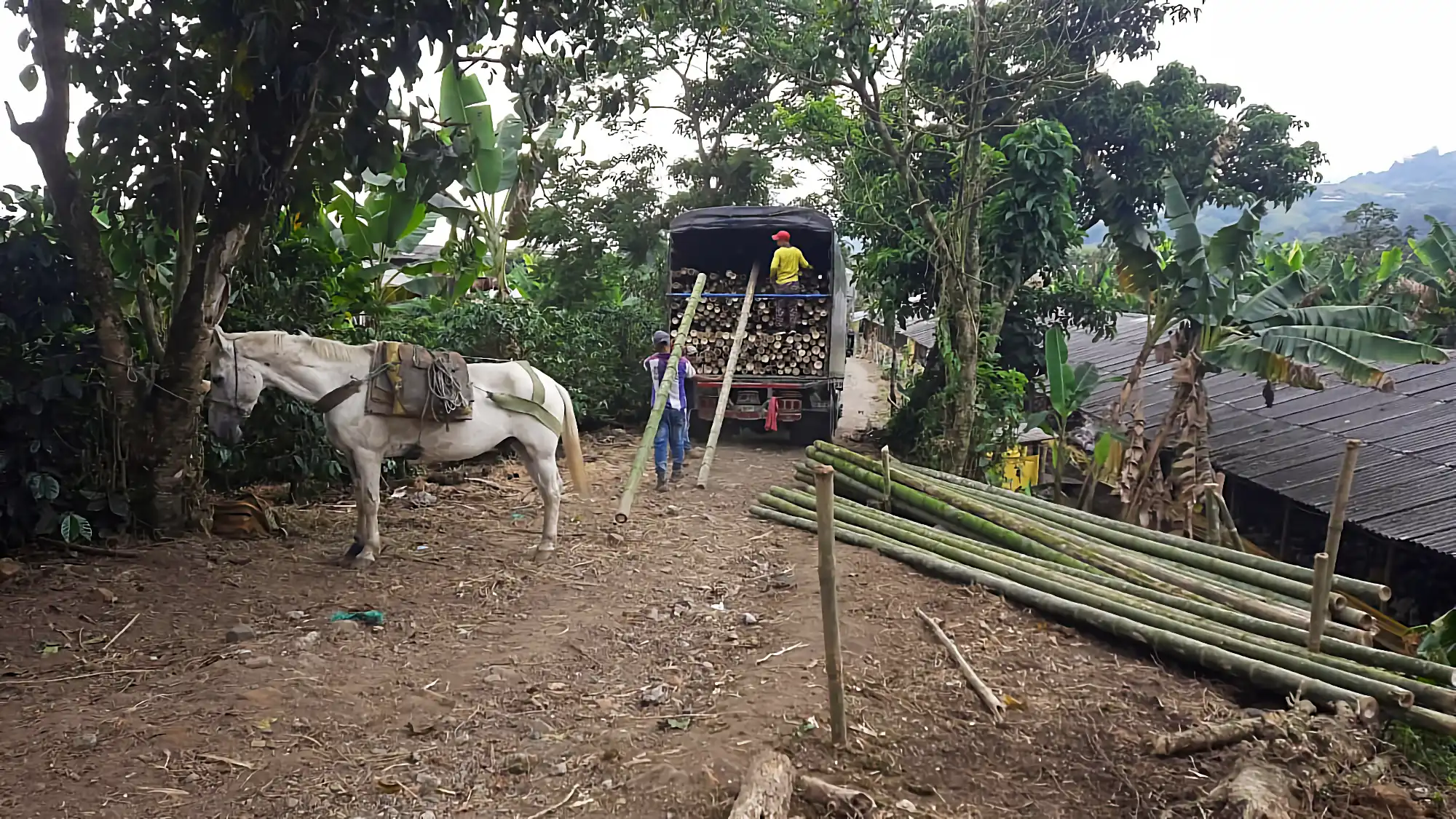 Cargando guadua cruda en un camión