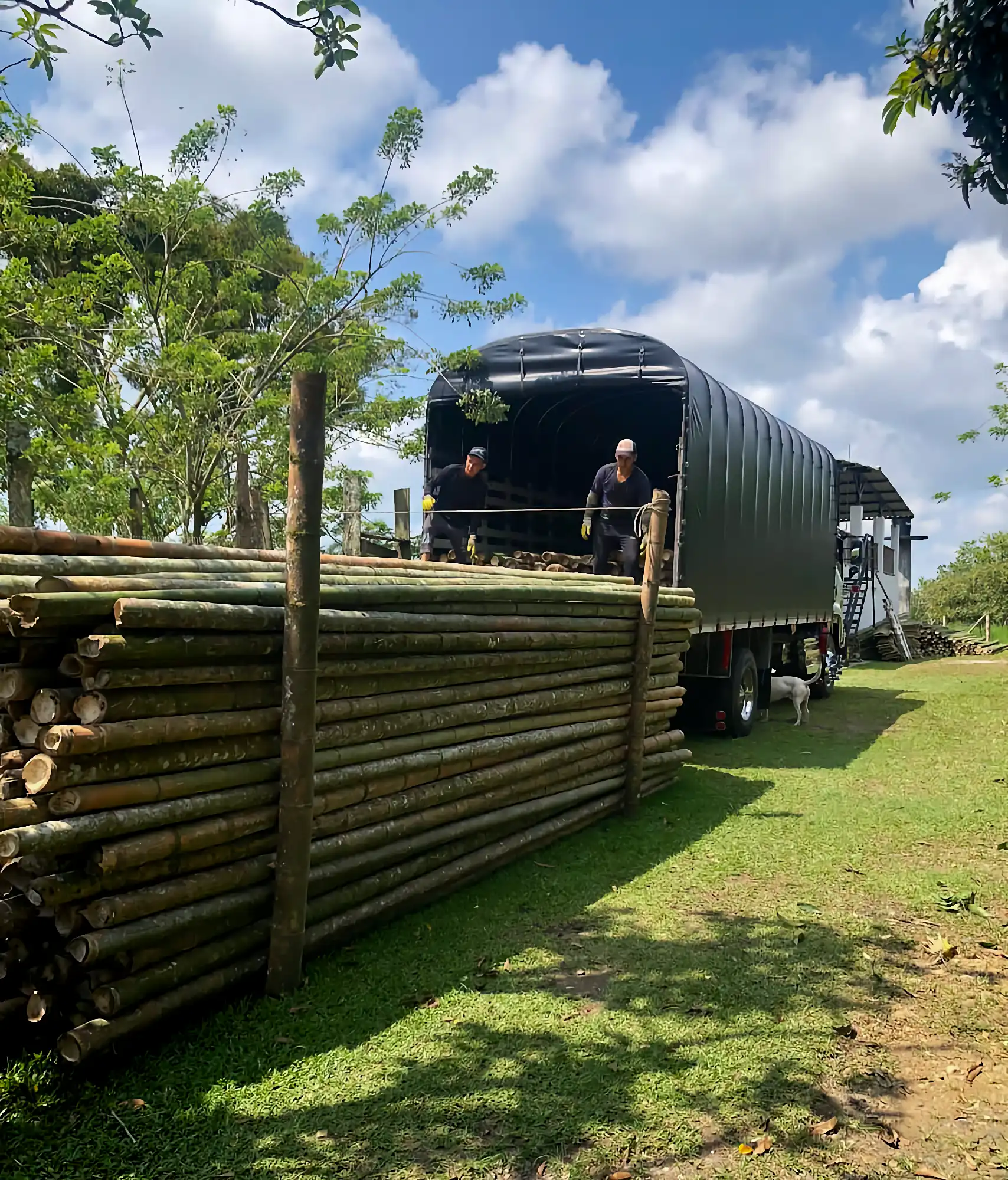 Cargando guadua cruda en un camión