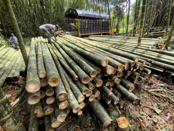 Cargando guadua cruda en un camión