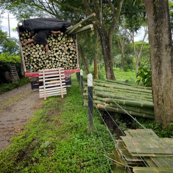 Cargando guadua cruda en un camión