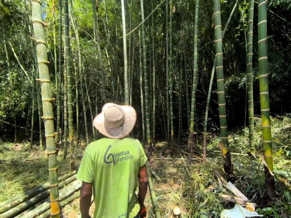 Cosecha de la plantación de guadua