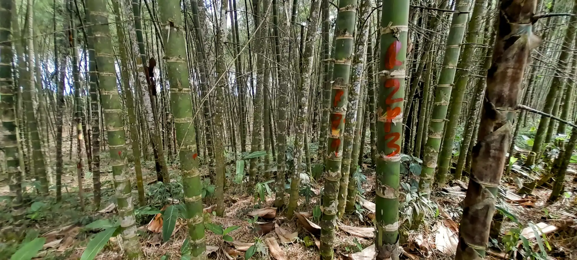 Culmos de Guadua marcados para la cosecha en la plantación
