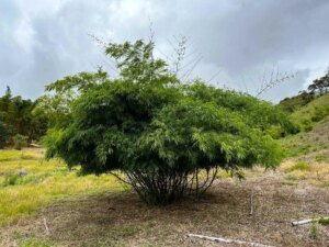 Dendrocalamus membranaceus