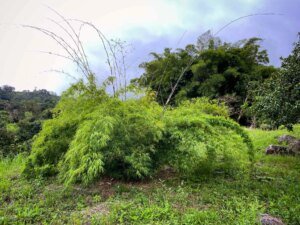 Drepanostachyum falcatum