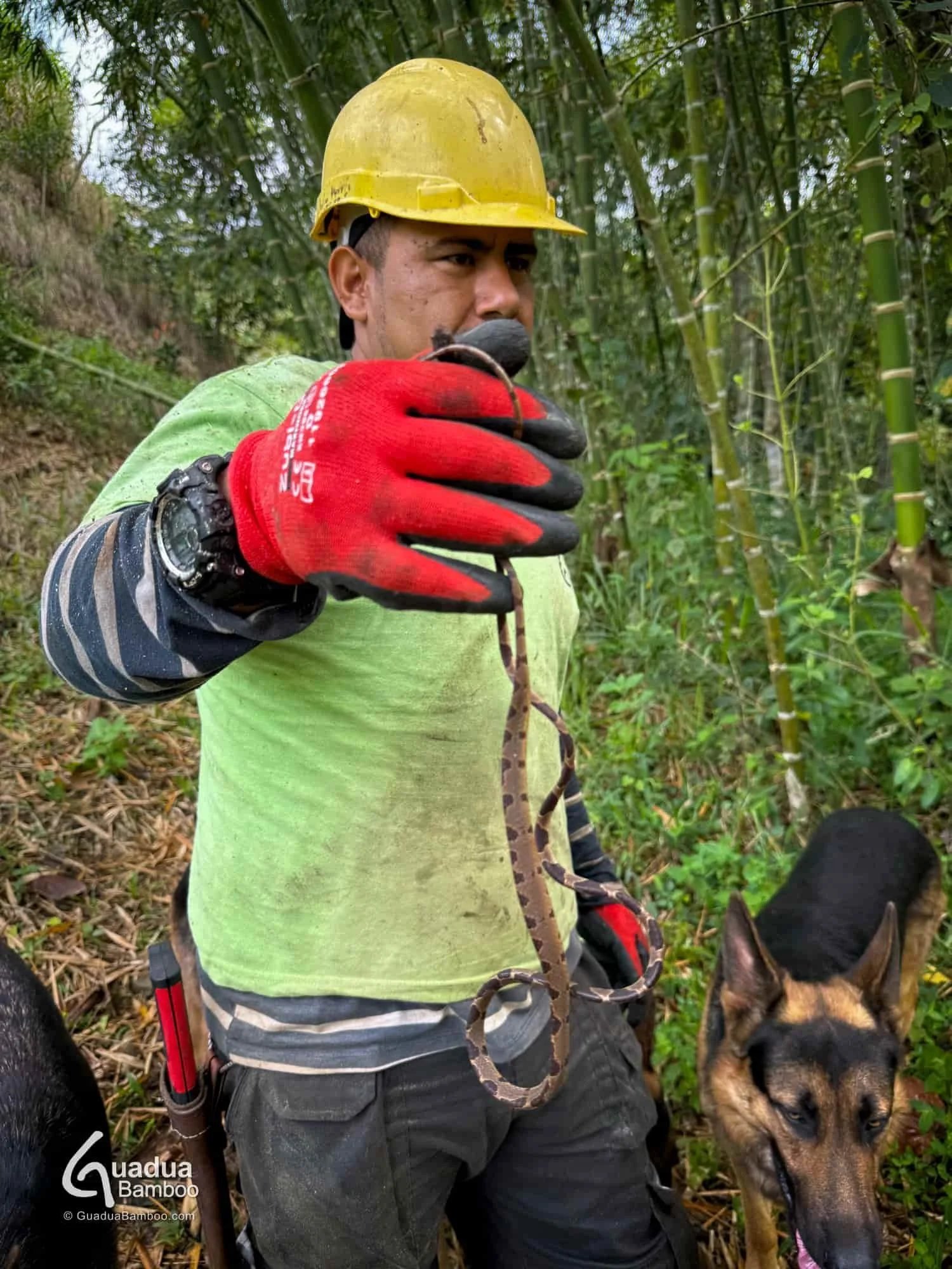 eliminando ramas guadua bambu 1