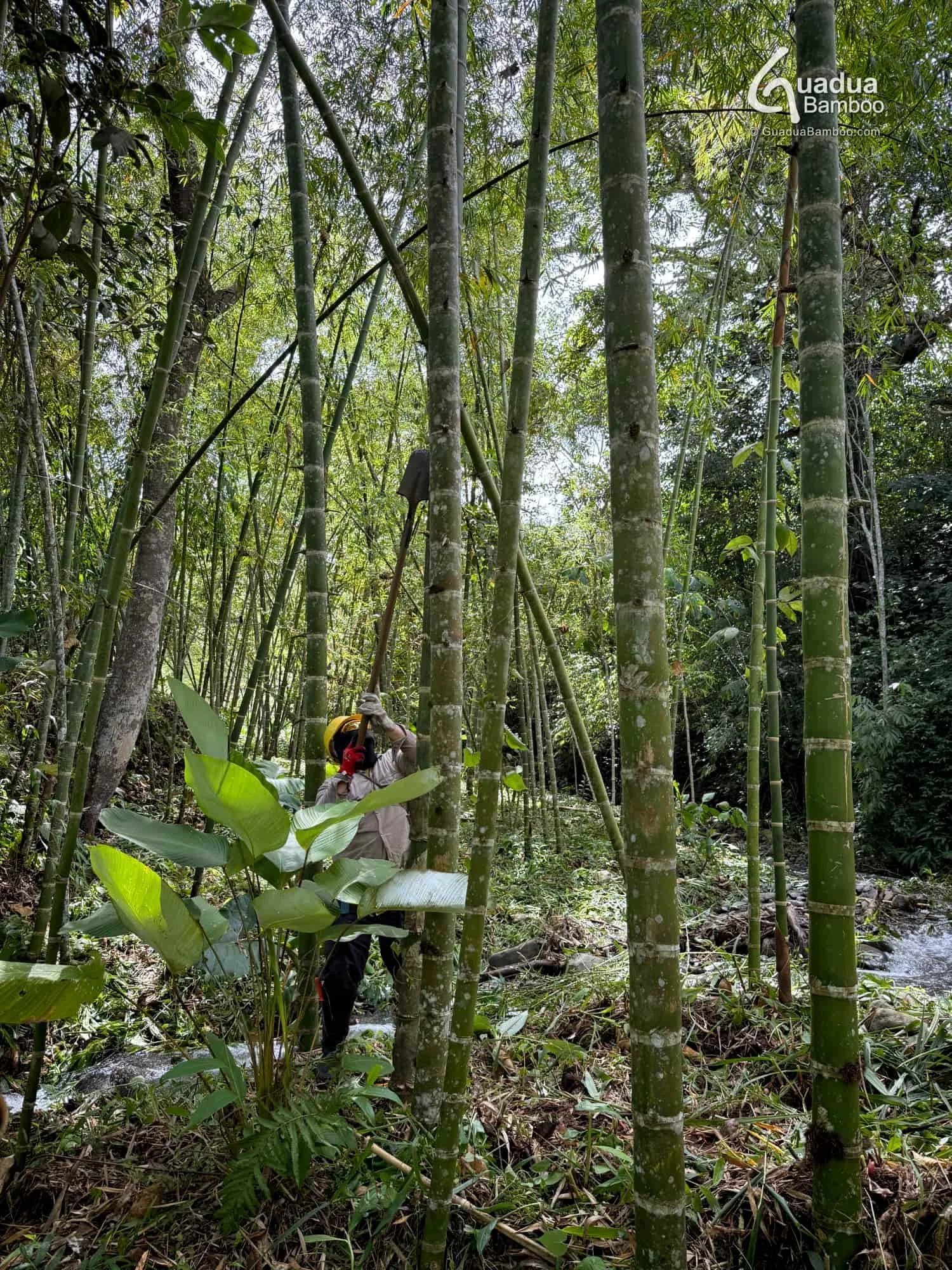 eliminando ramas guadua bambu 4