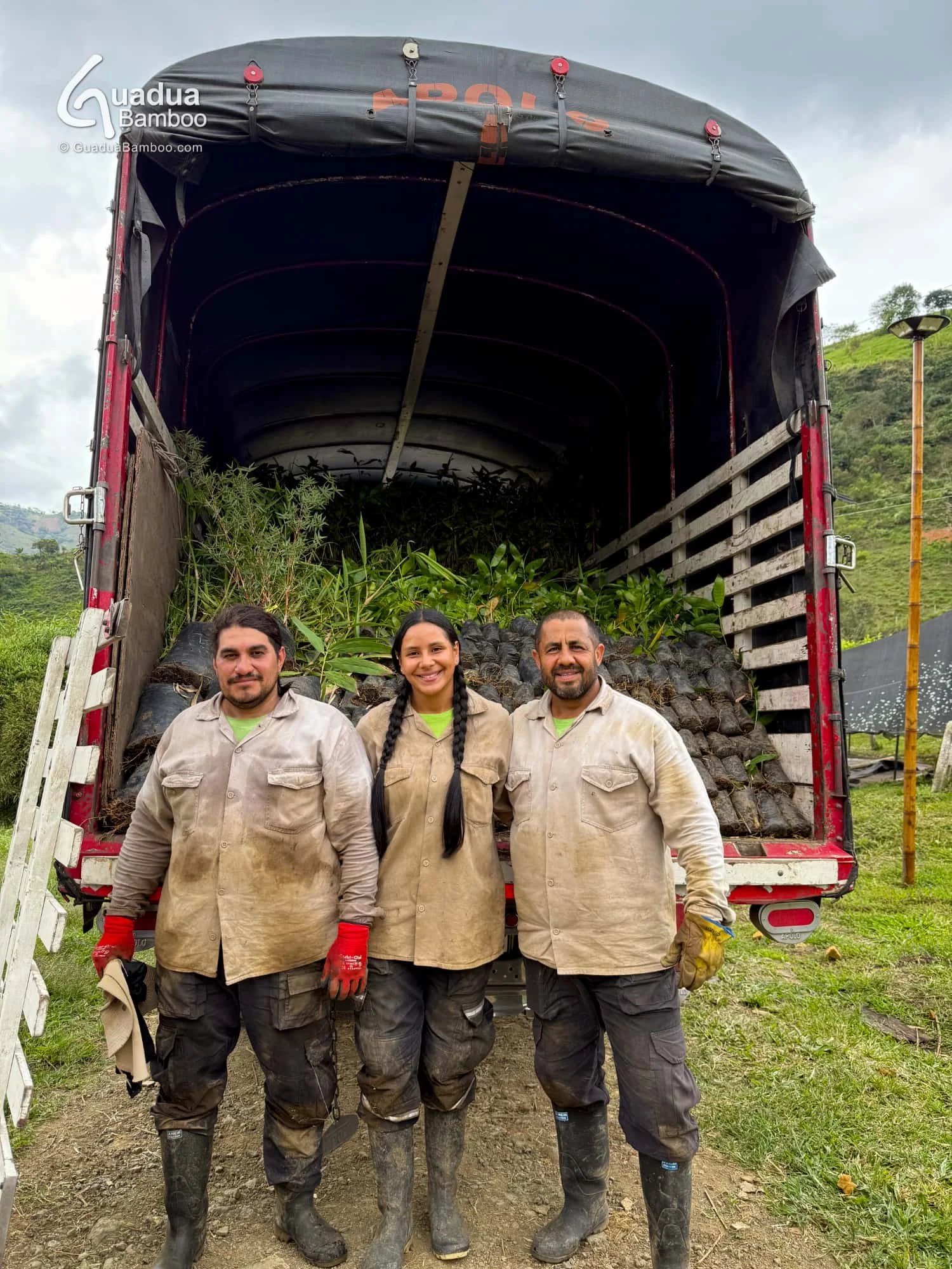 envio de plantas de guadua angustifolia 1