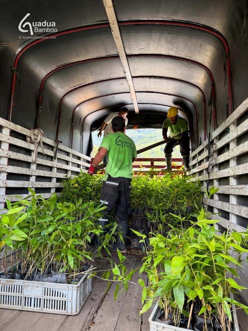 6000 Plantas de Guadua angustifolia enviadas a Tibacuy, Cundinamarca