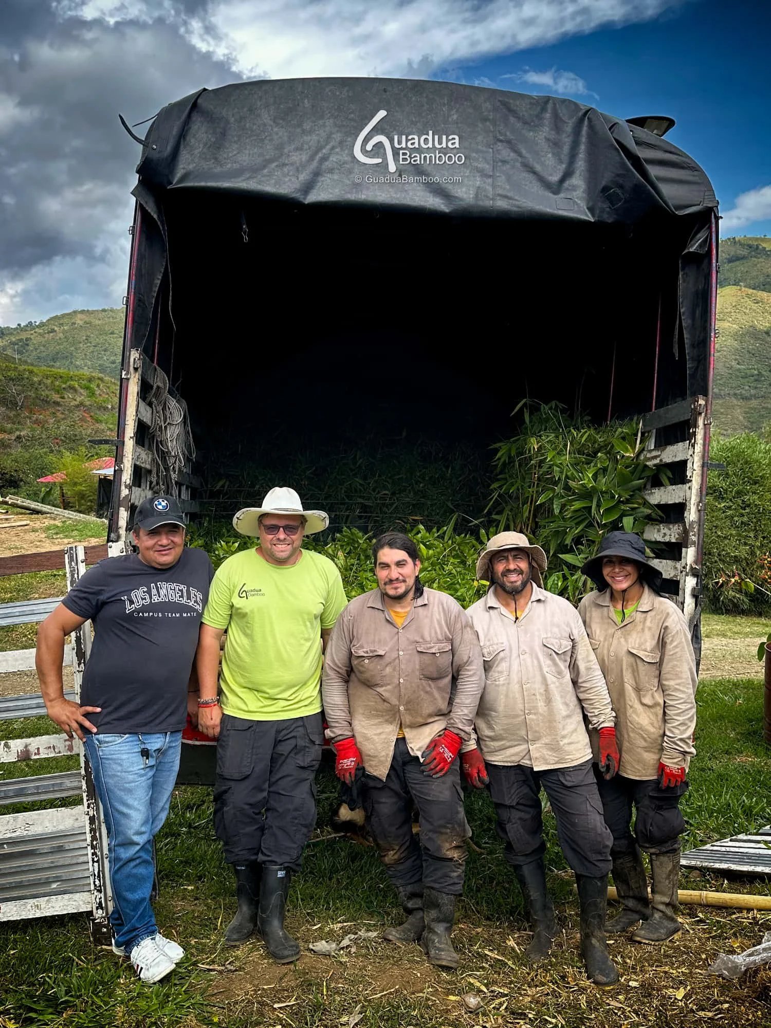 envio plantas de bambu gigante 1