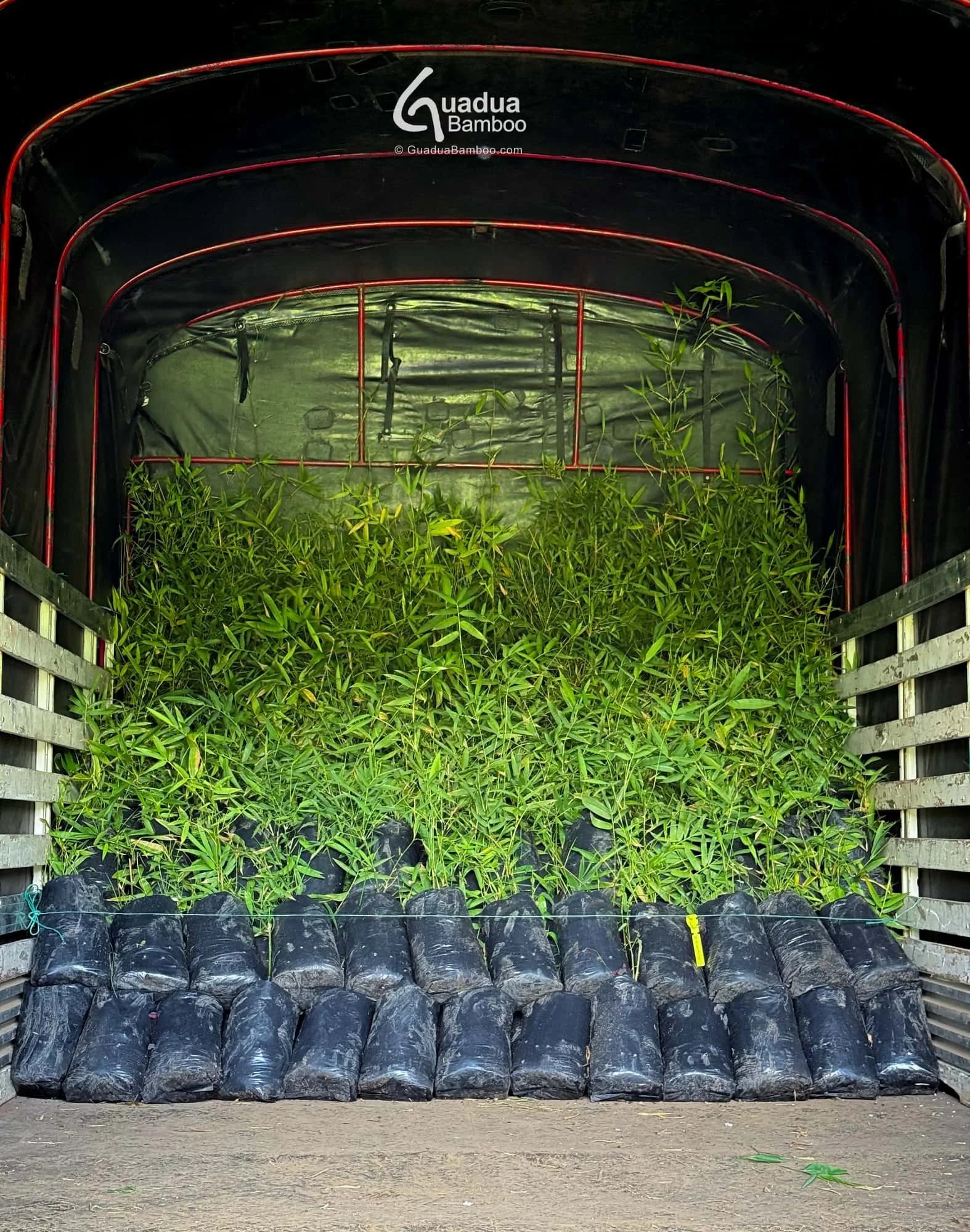 envio plantas de bambu gigante 2