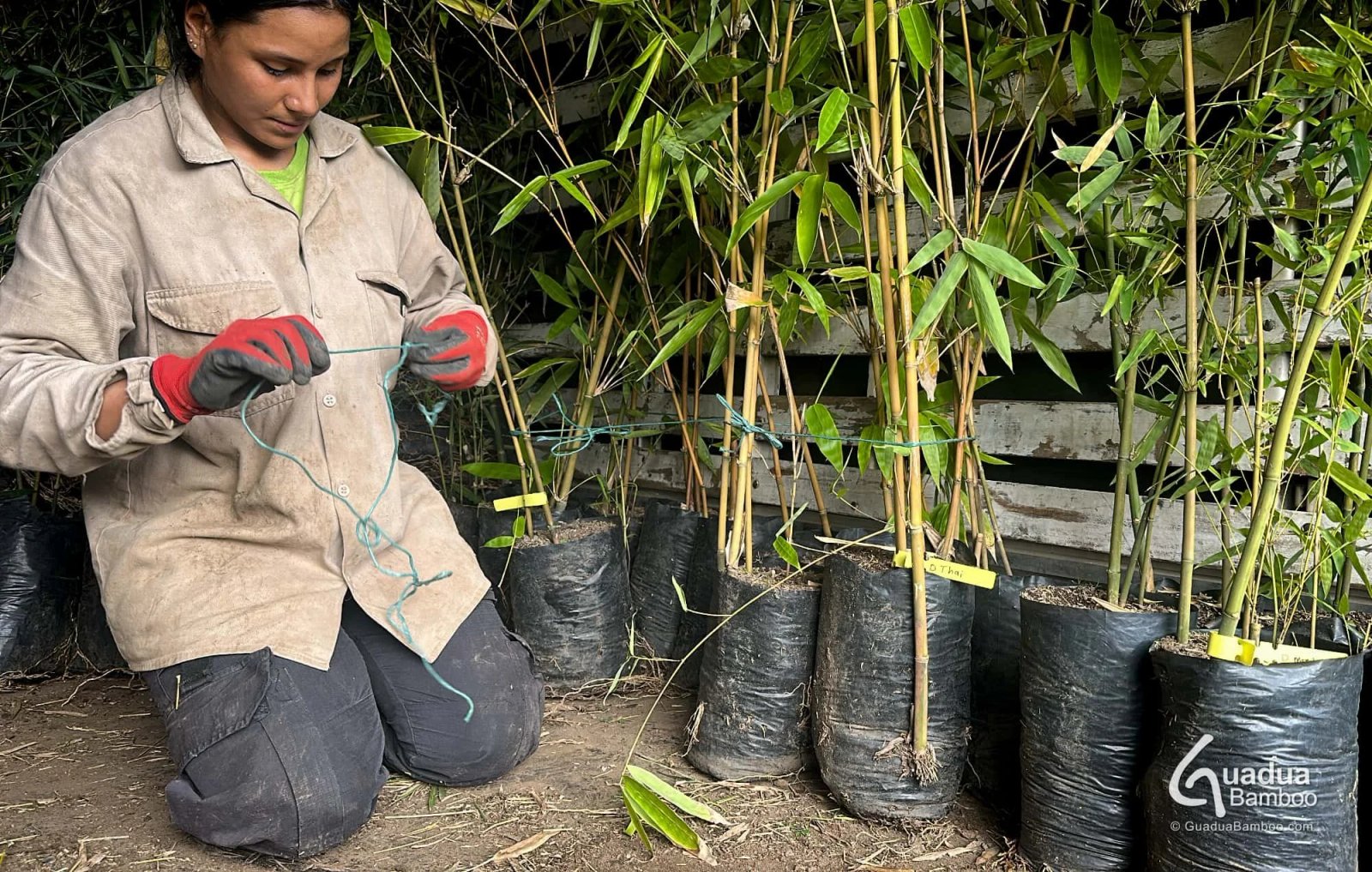envio plantas de bambu gigante 3
