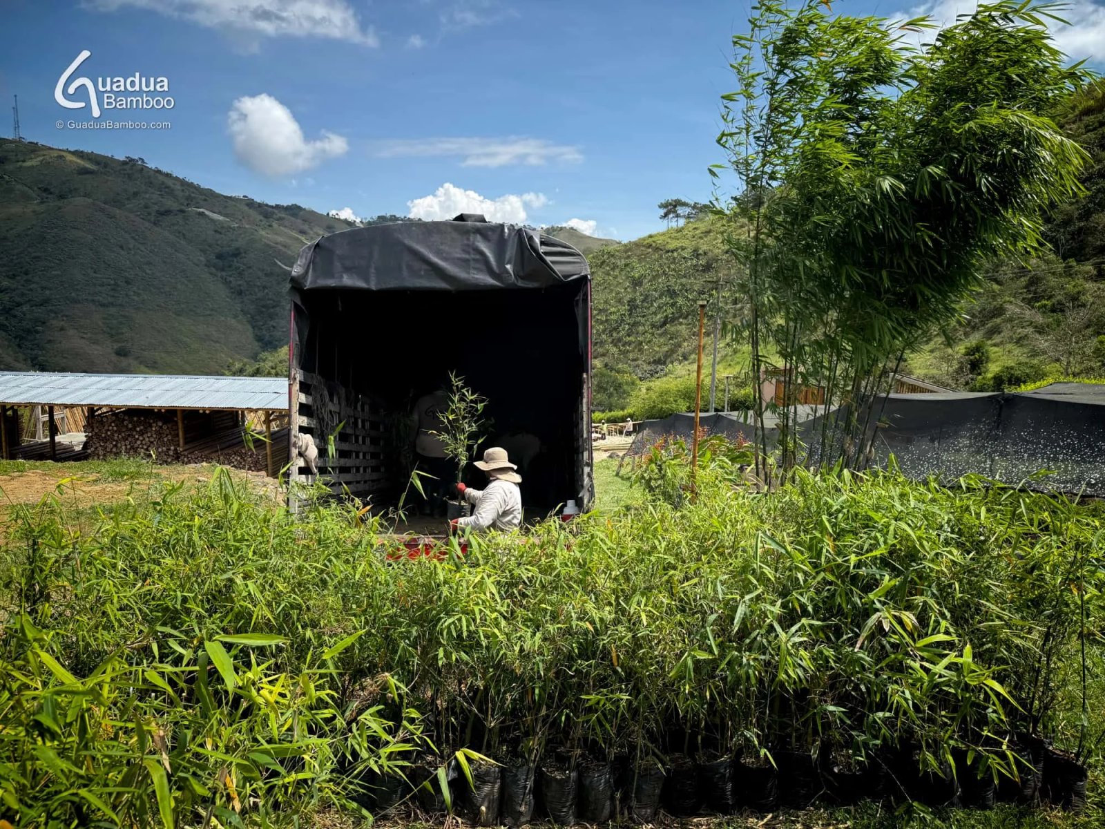 envio plantas de bambu gigante 4