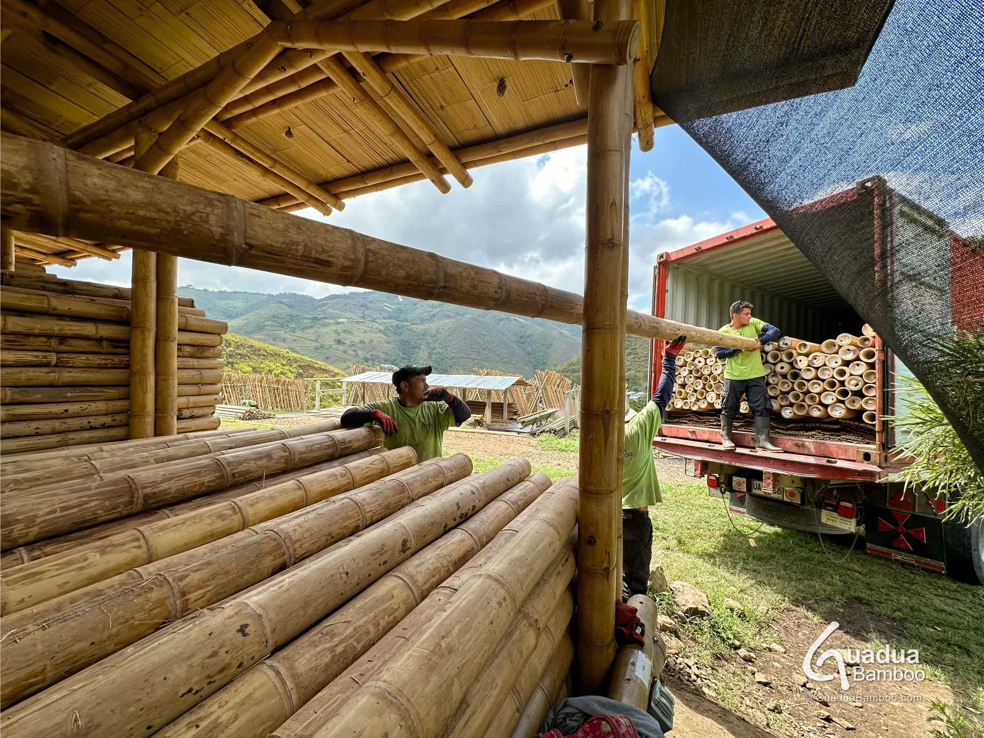exportacion de bambu guadua a chile 2.jpg