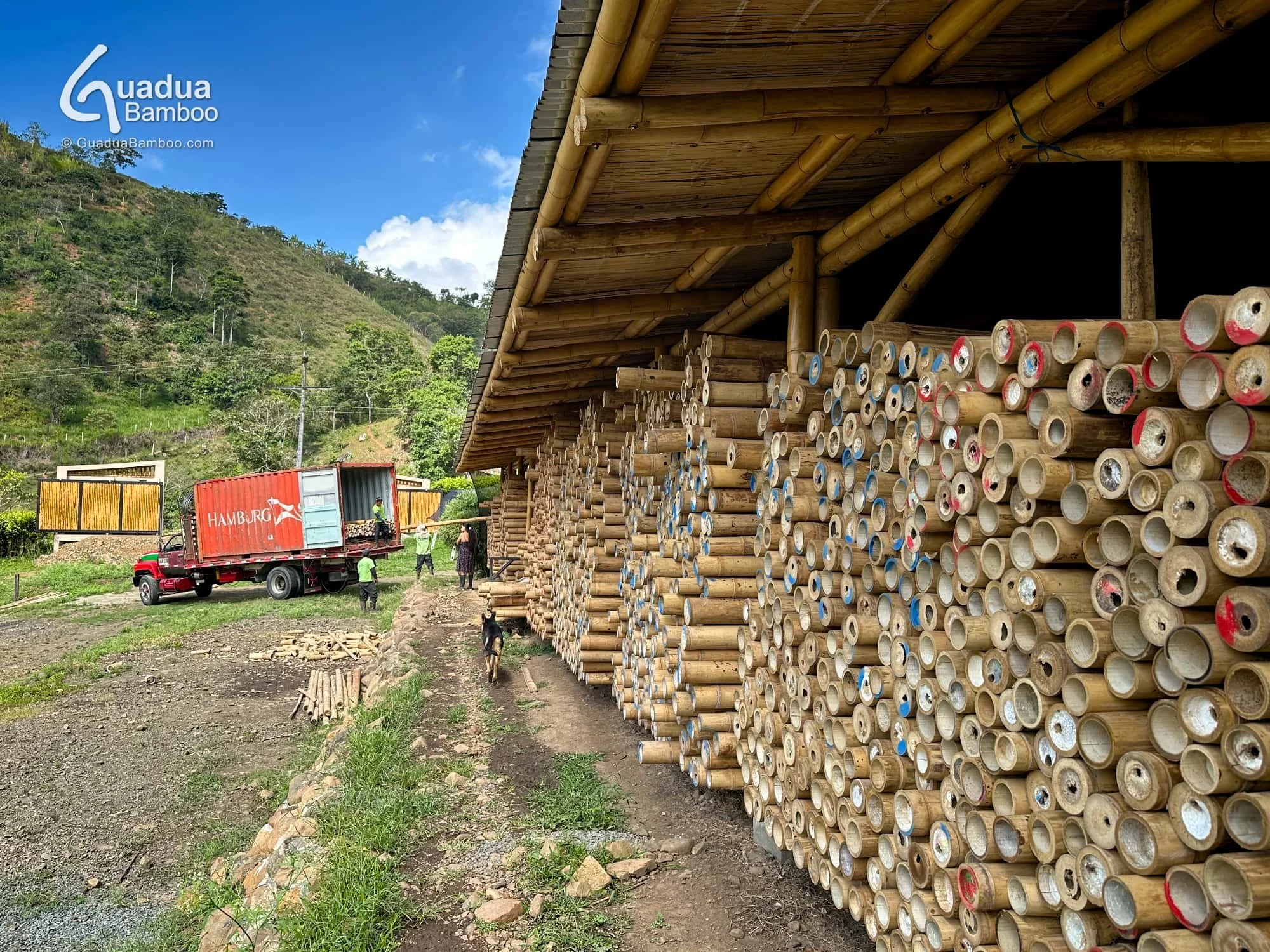 exportacion de bambu guadua a chile 4.jpg
