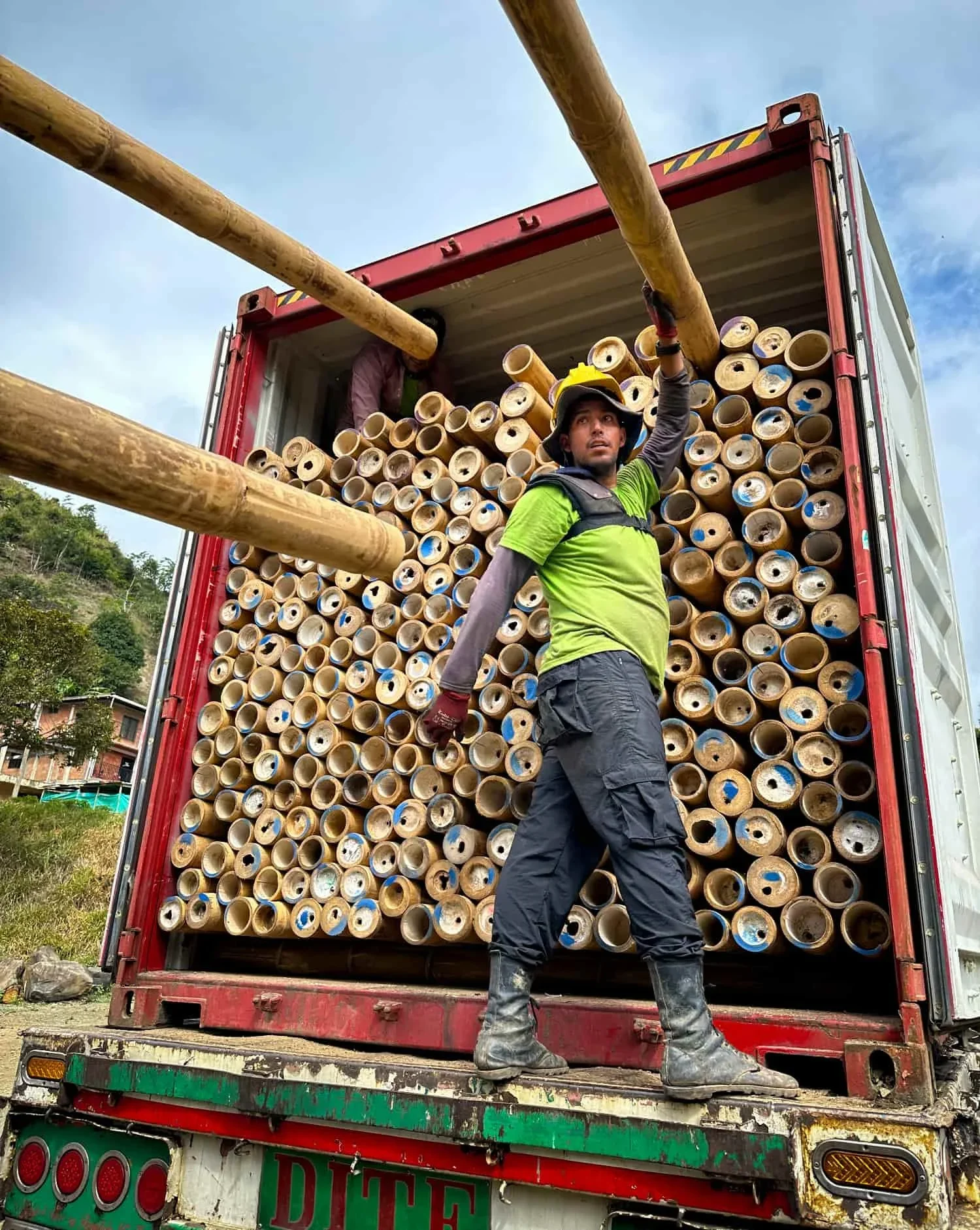 exportacion de postes de bambu guadua clasificadas a belgica 2.jpg
