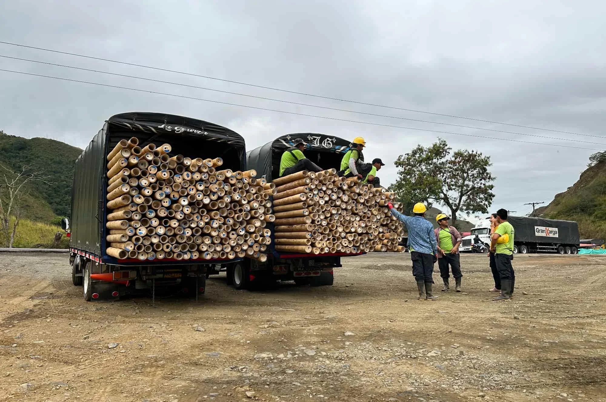 exportacion de postes de bambu guadua clasificadas a belgica 5.jpg