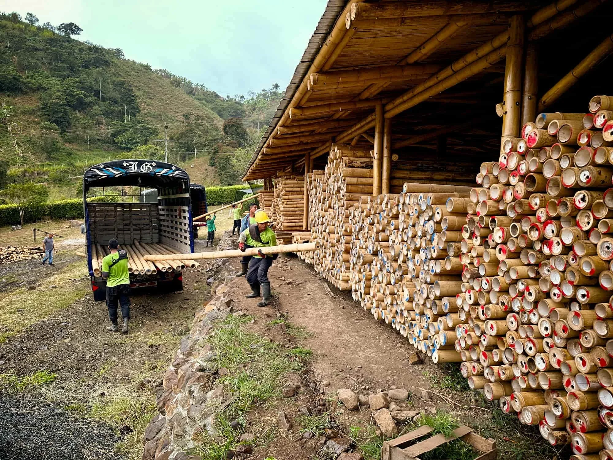 exportacion de postes de bambu guadua clasificadas a belgica 6.jpg