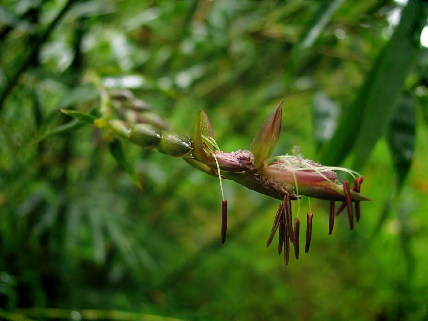 Floración del Bambú (Bambusa textilis)