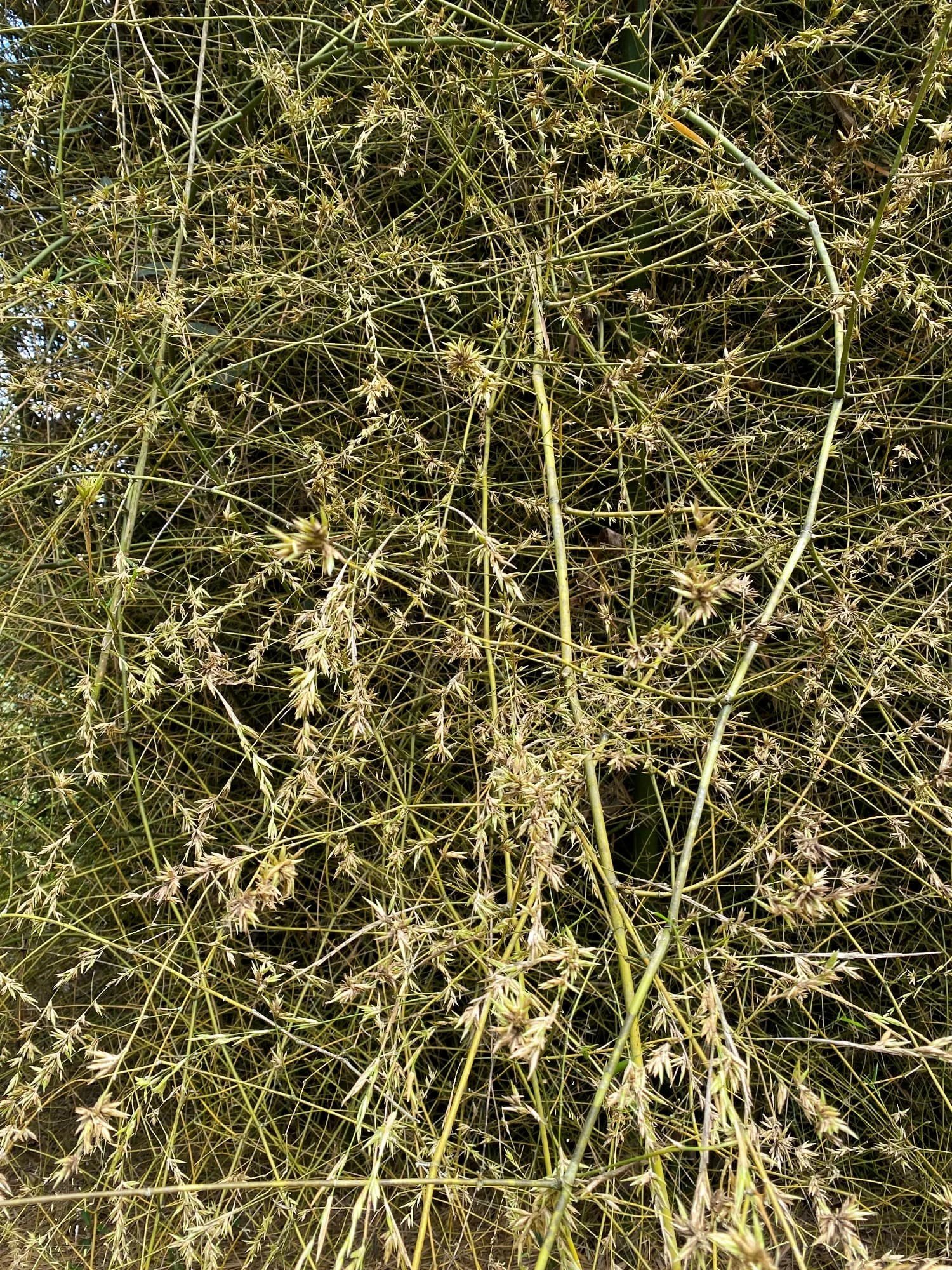 Floración de bambú (Bambusa bambos)