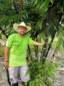 Gigantochloa atroviolacea