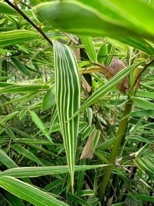Gigantochloa luteostriata