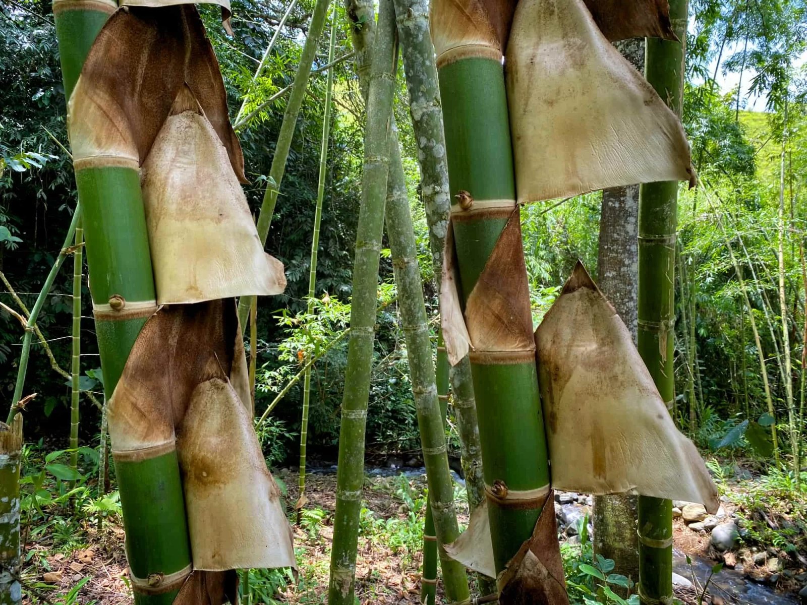 Guadua angustifolia en Colombia