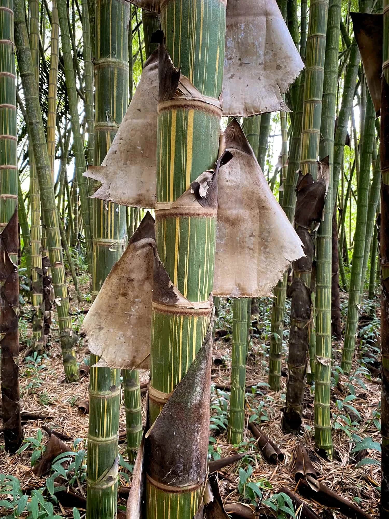 Guadua angustifolia var. bicolor