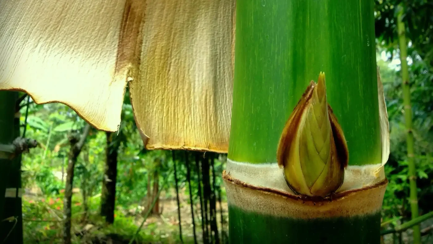 Detalle Guadua Bambú