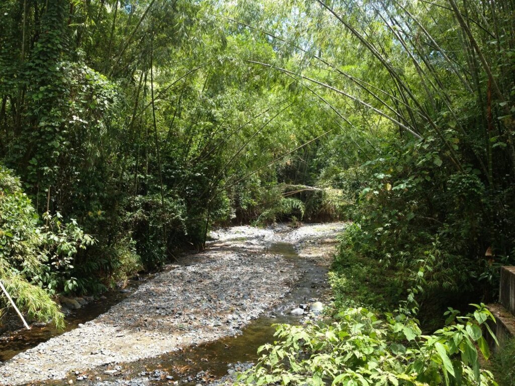 guadua bambu produciendo agua