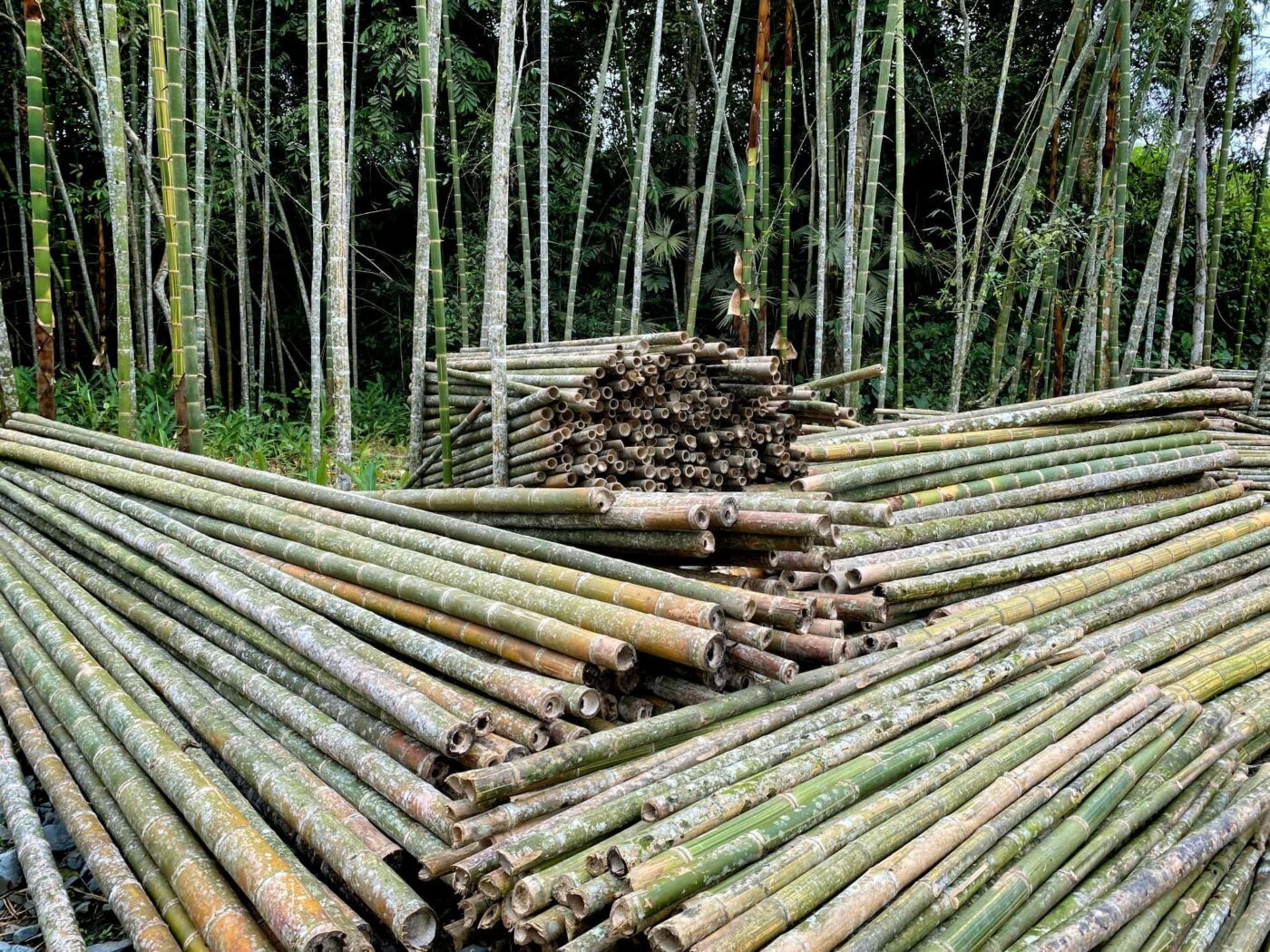 Pila de postes de bambú guadua recién cosechados Pila de postes de bambú guadua recién cosechados
