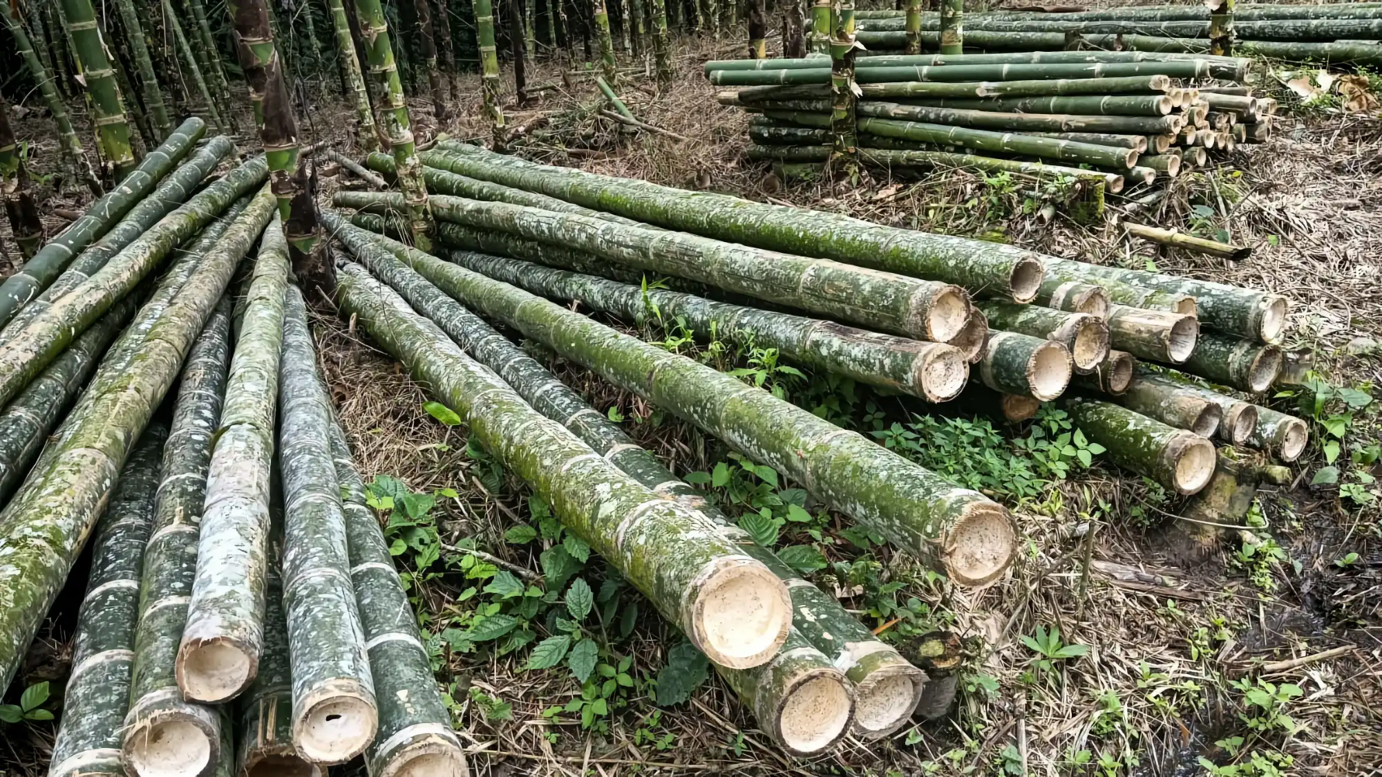 Guadua cruda recién cosechada