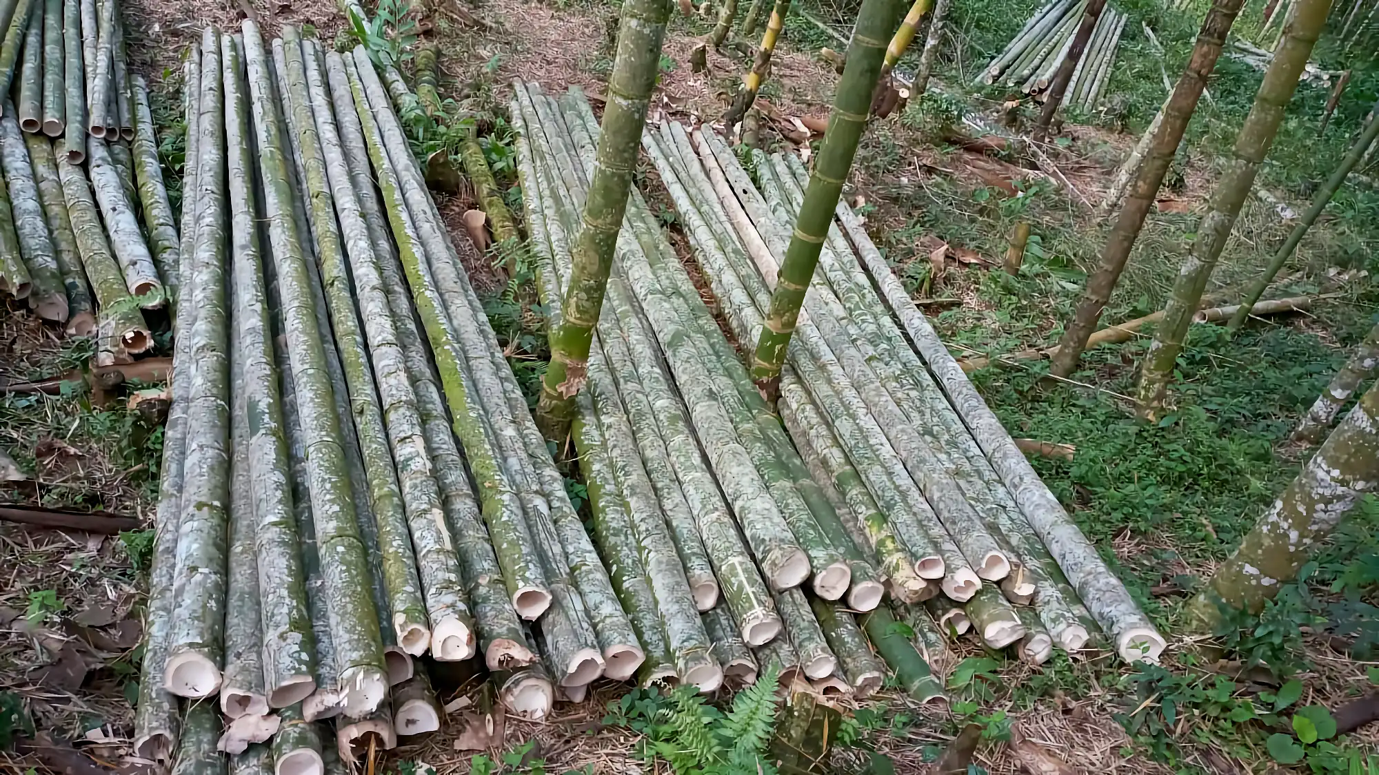 Guadua cruda recién cosechada