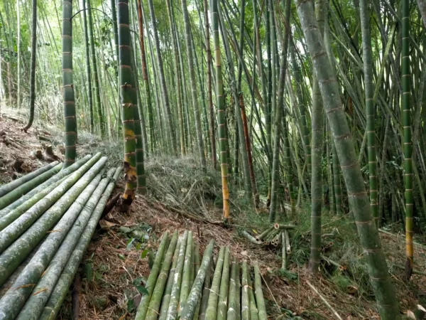 Guadua cruda recién cosechada