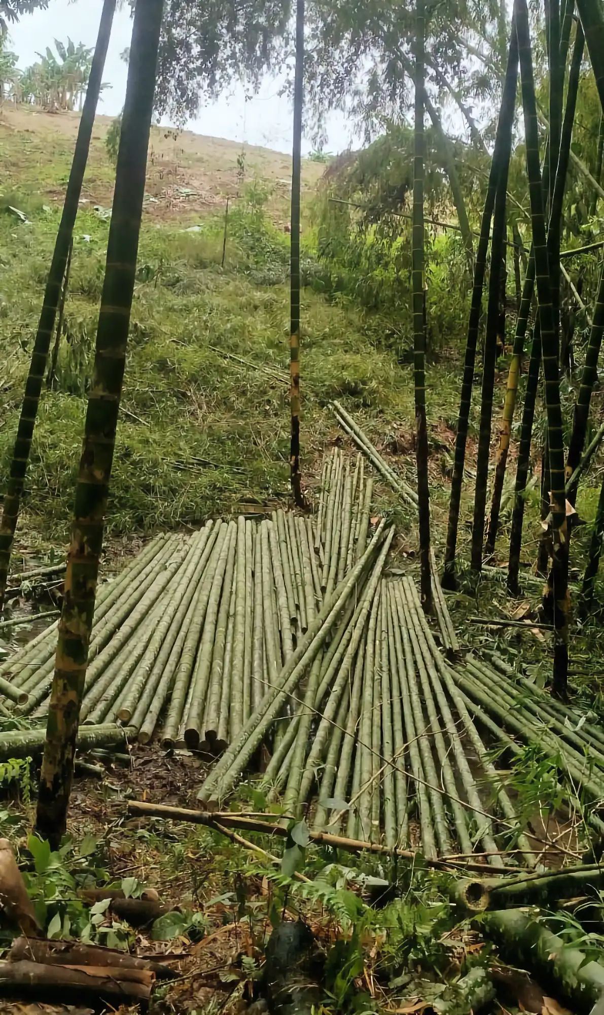 Puntales de Guadua cruda recién cosechada