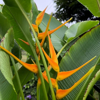 Heliconia latispatha 'Orange Gyro'