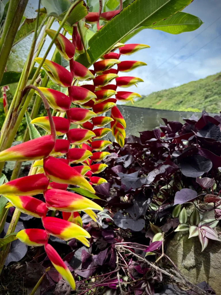 jardin-con-plantas-tropicales Heliconia y plantas tropicales
