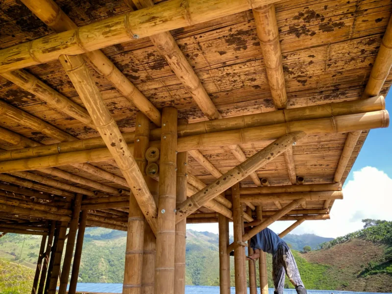 Manchas negras en la Guadua