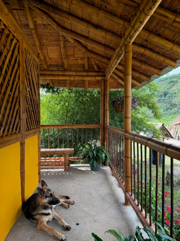 Manchas negras en la Guadua