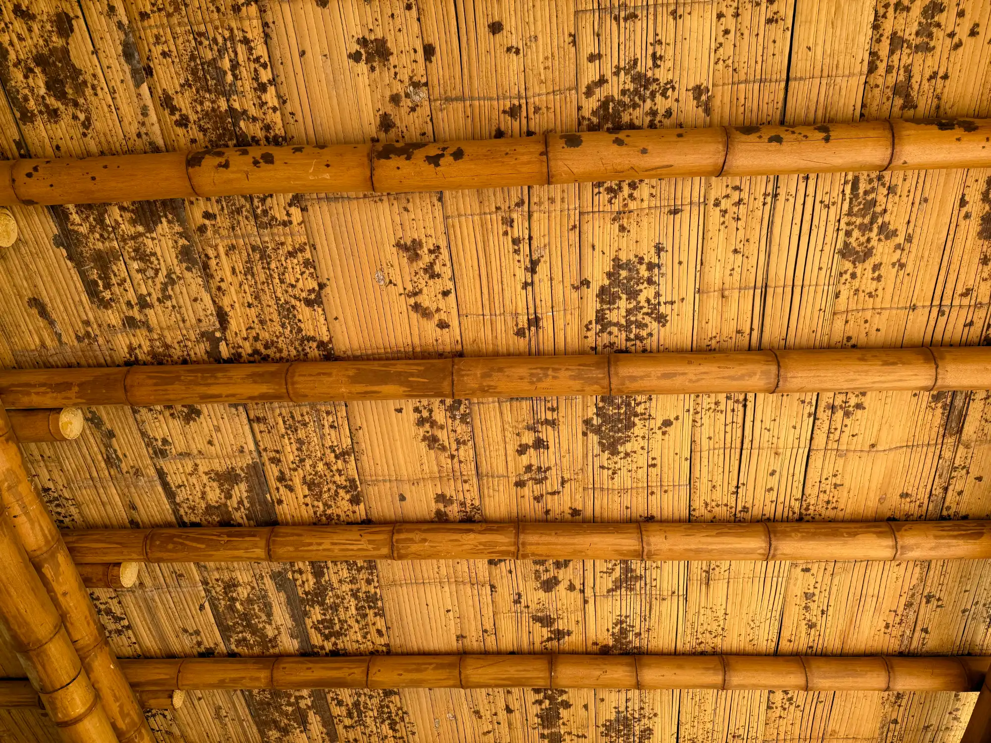 Manchas negras en la Guadua